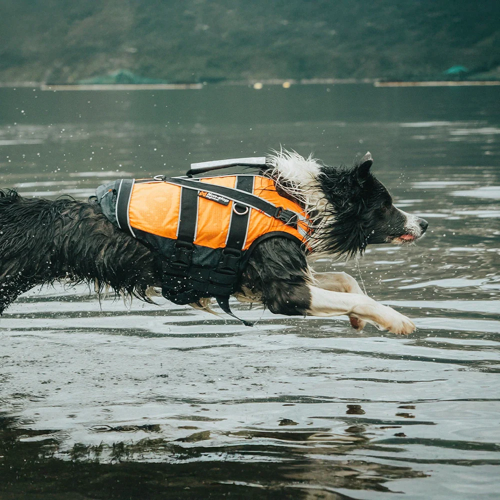 Equipamiento – 4dogs.cl