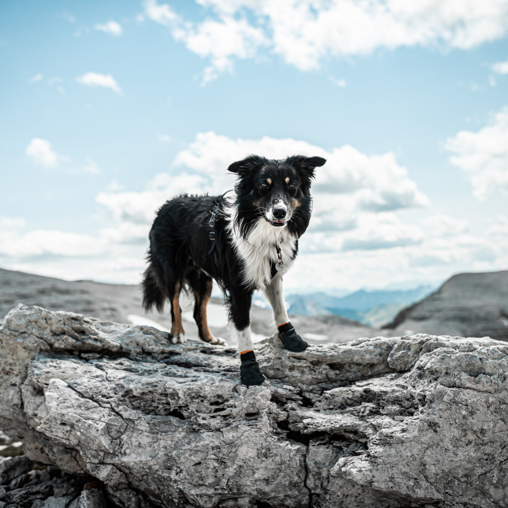 Botines Trekking Resistente Protector Bootie Non-Stop Dogwear
