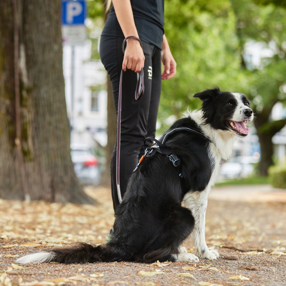 Correa para Perro Reflectante Move Leash Non-stop Dogwear