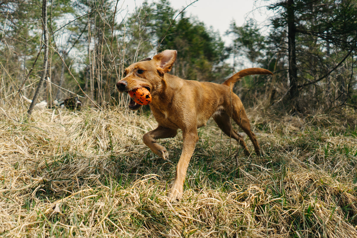 Juguete Lanzamiento Dog Throw Toy Non-stop Dogwear