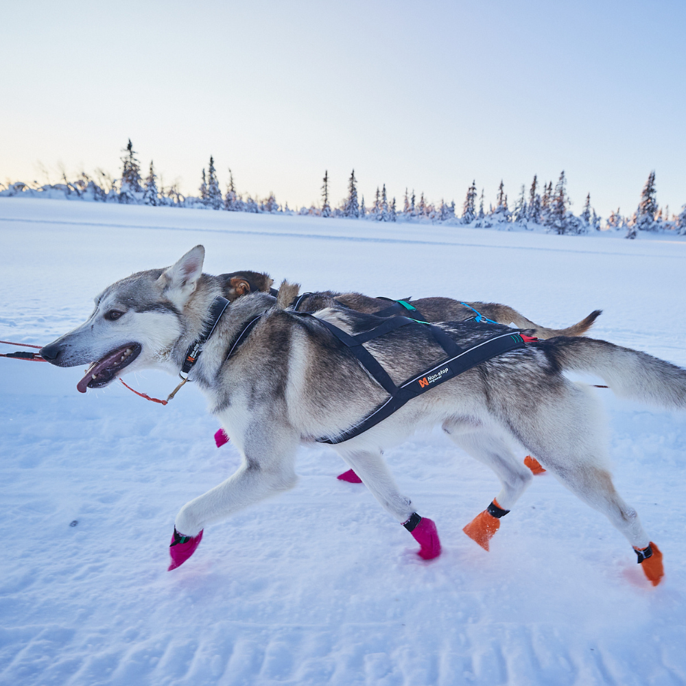 Arnés de Tiro para Perro Nansen Nome Harness Non-stop Dogwear