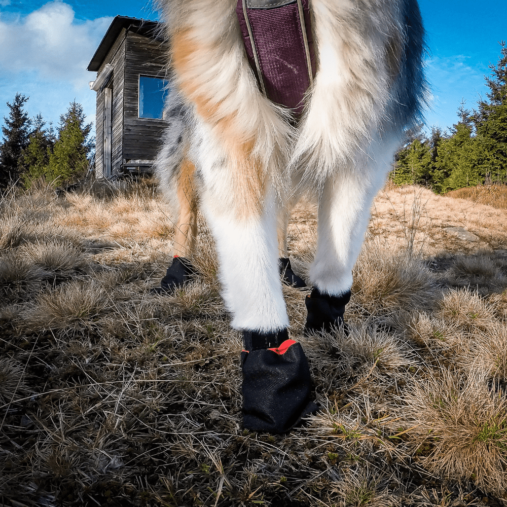 NON-STOP DOGWEAR SOLID SOCKS