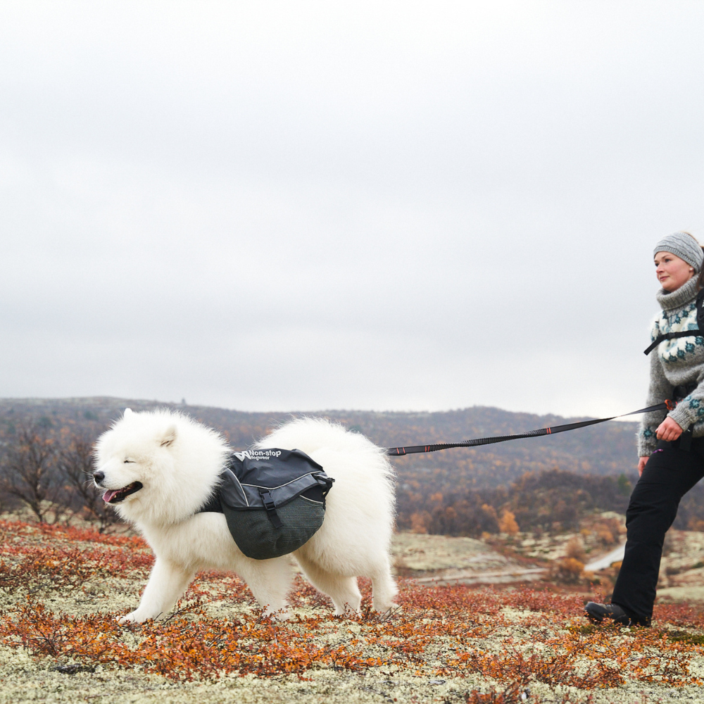 Correa Elástica Ajustable para Perro Touring Bungee Adjustable Non-stop Dogwear