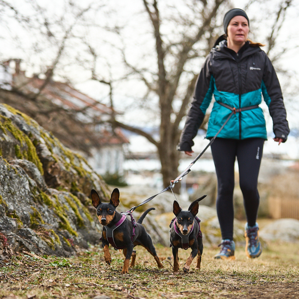 Arnés uso diario Premium para Perro Line 5.0 Harness Non-Stop Dogwear