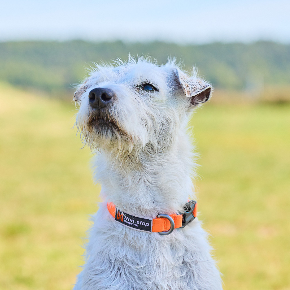 Collar Ligero para Perro Tumble Collar Non-stop Dogwear