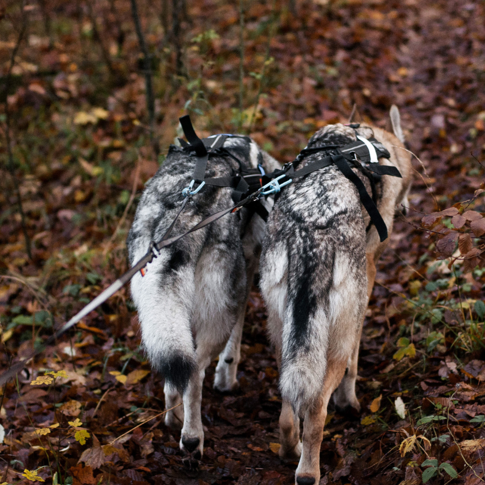 Correa Doble para Pasear Dos Perros Double Touring Leash Non-stop Dogwear