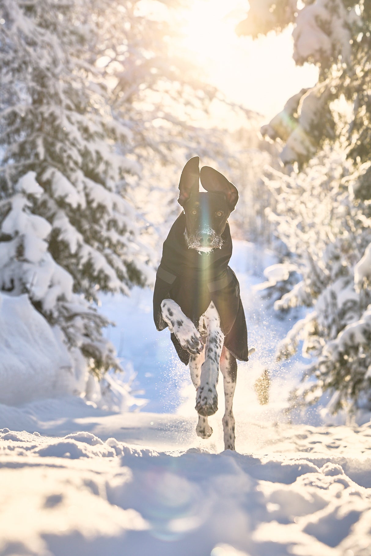 Chaqueta Impermeable para Perro Trekking Dog Raincoat Non-stop Dogwear