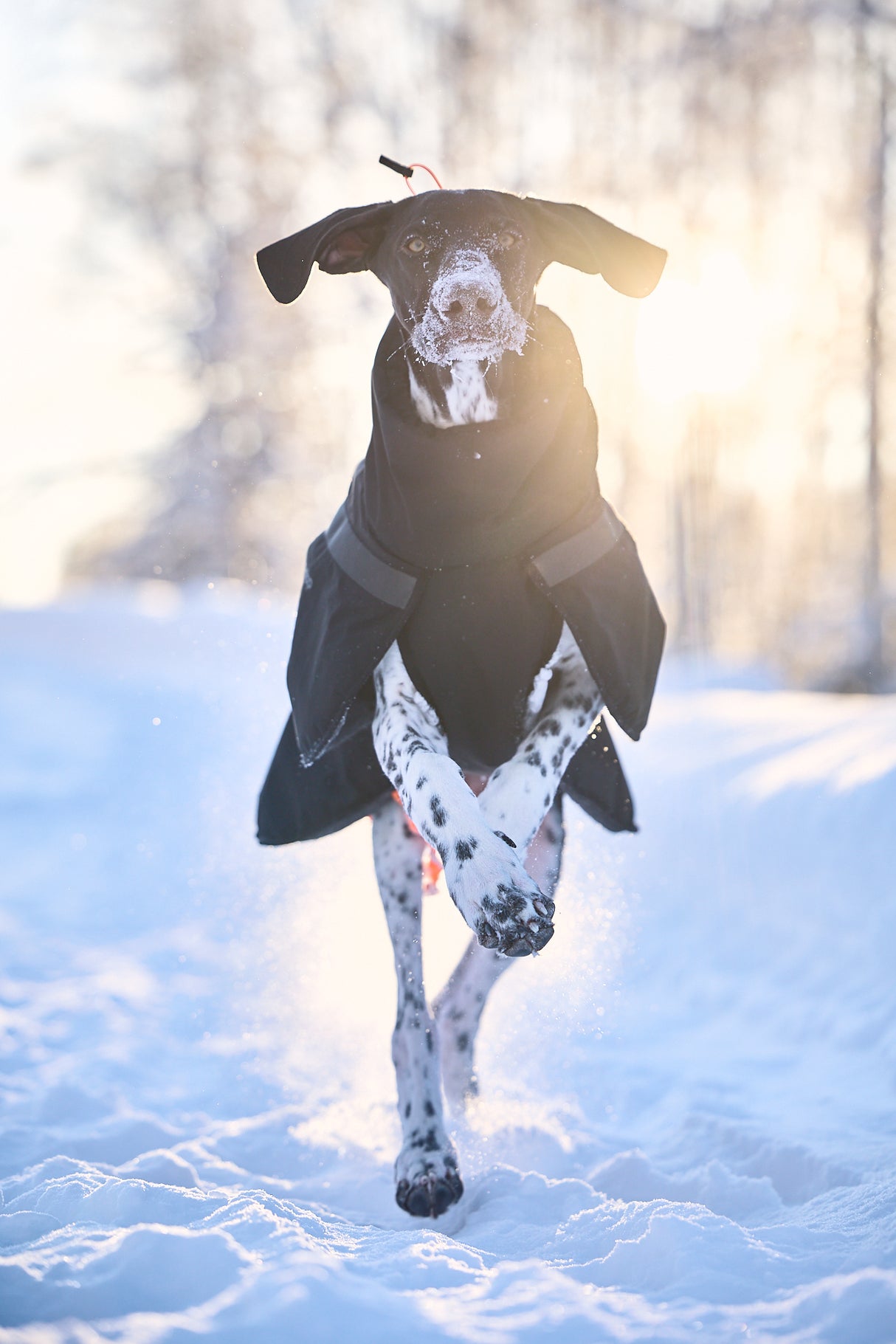 Chaqueta Impermeable para Perro Trekking Dog Raincoat Non-stop Dogwear