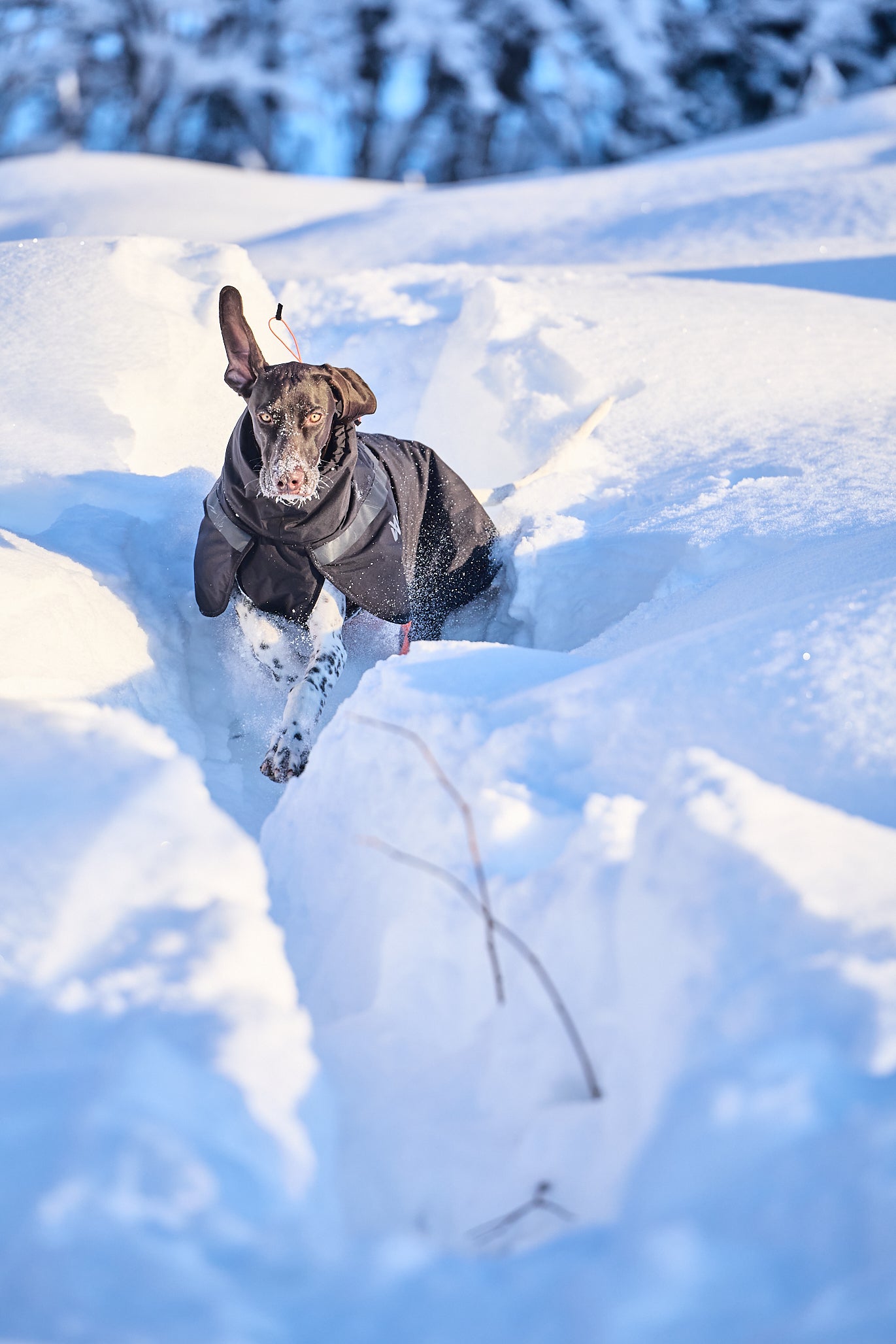 NON-STOP DOGWEAR TREKKING INSULATED DOG JACKET