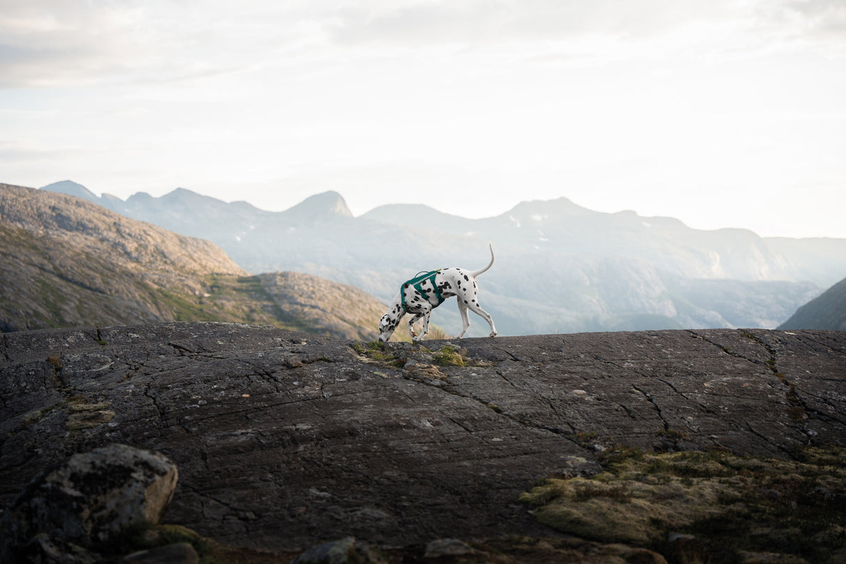 Arnés Ajustable Anti escape para Perro Ramble Harness Long Non-stop Dogwear