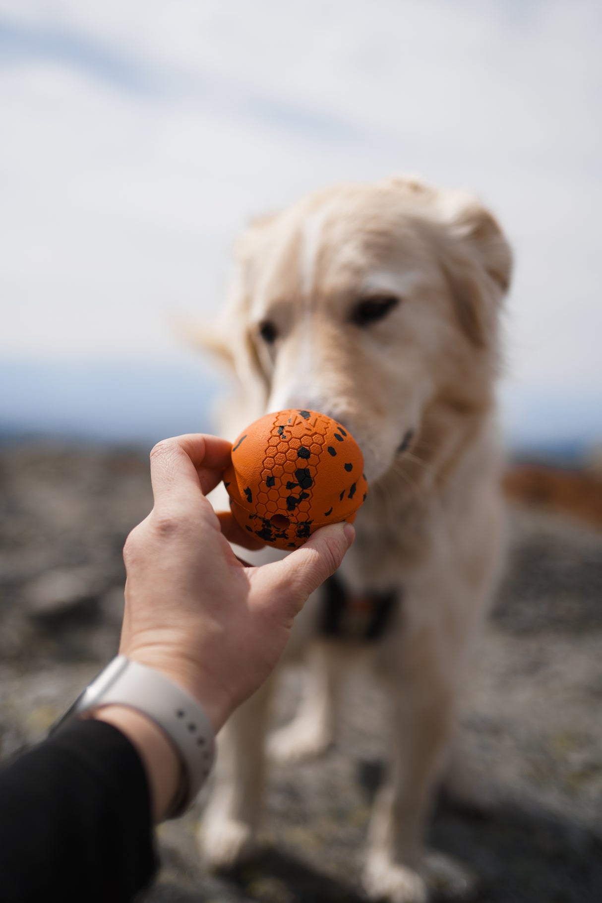 Juguete Pelota Resistente Toy Ball Non-stop Dogwear