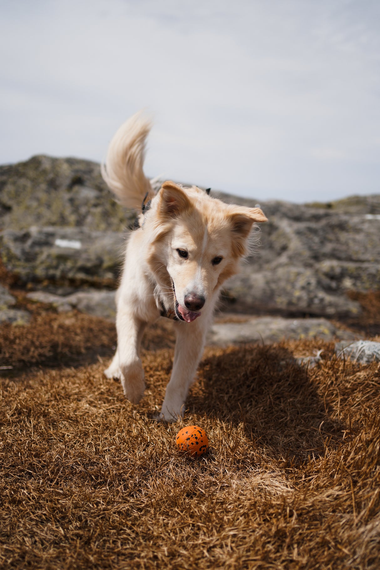 Juguete Pelota Resistente Toy Ball Non-stop Dogwear