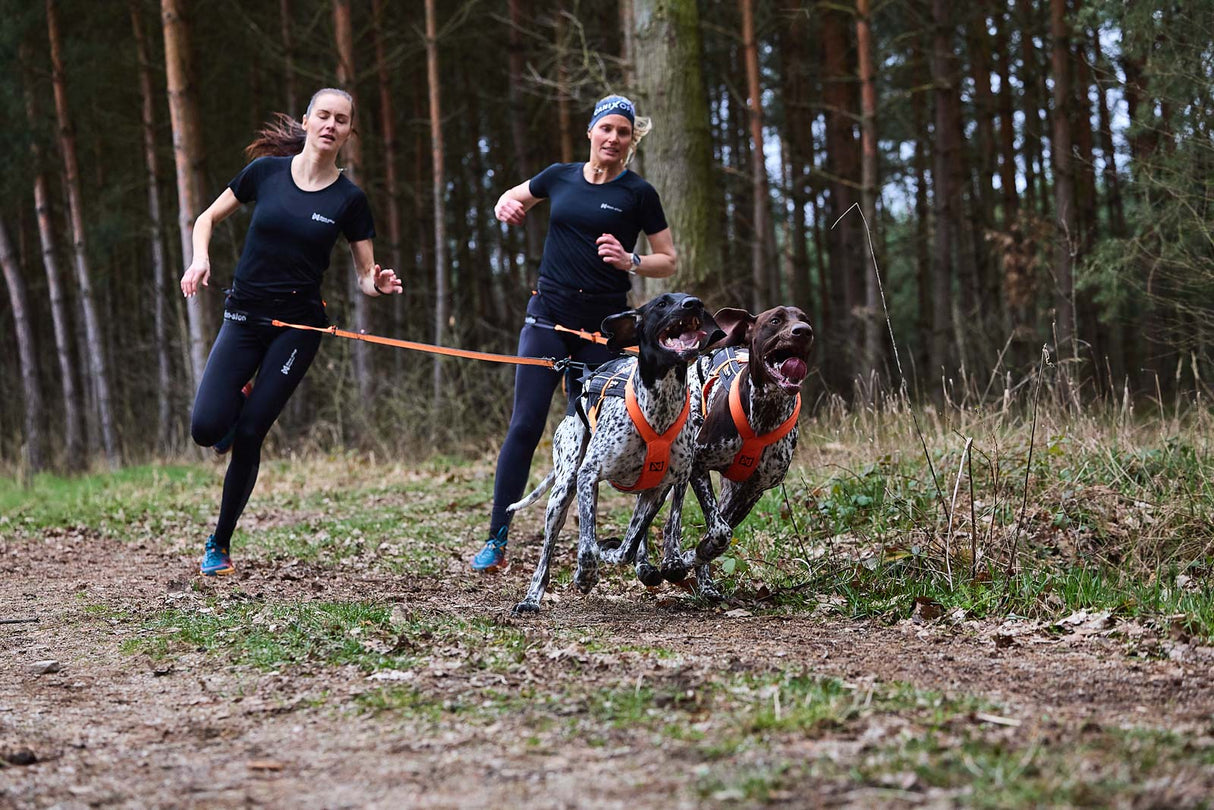 Cinturón Para Correr Con Perro Profesional Canix Belt Pro Non-stop Dogwear