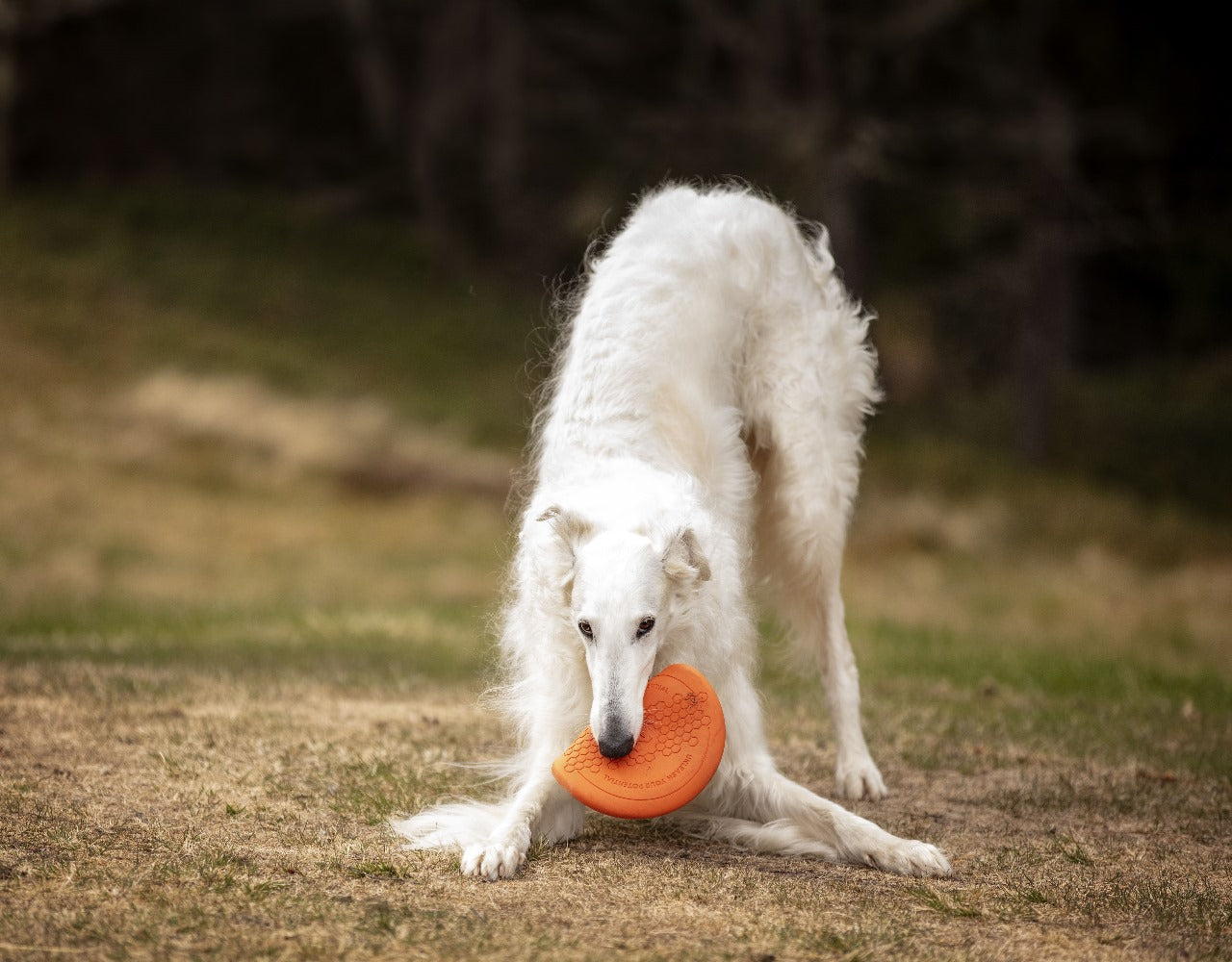 NON-STOP DOGWEAR DISCO/FRISBEE JUGUETE