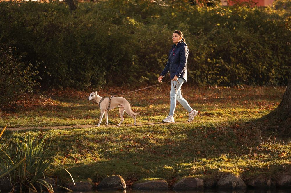 Correa Premium Edicion Limitada Rachel Pohl Leash de Non-stop Dogwear