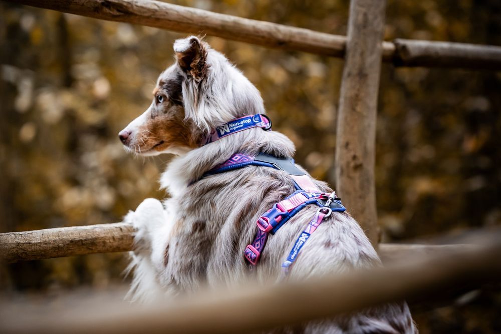 NON-STOP DOGWEAR COLLAR RACHEL POHL