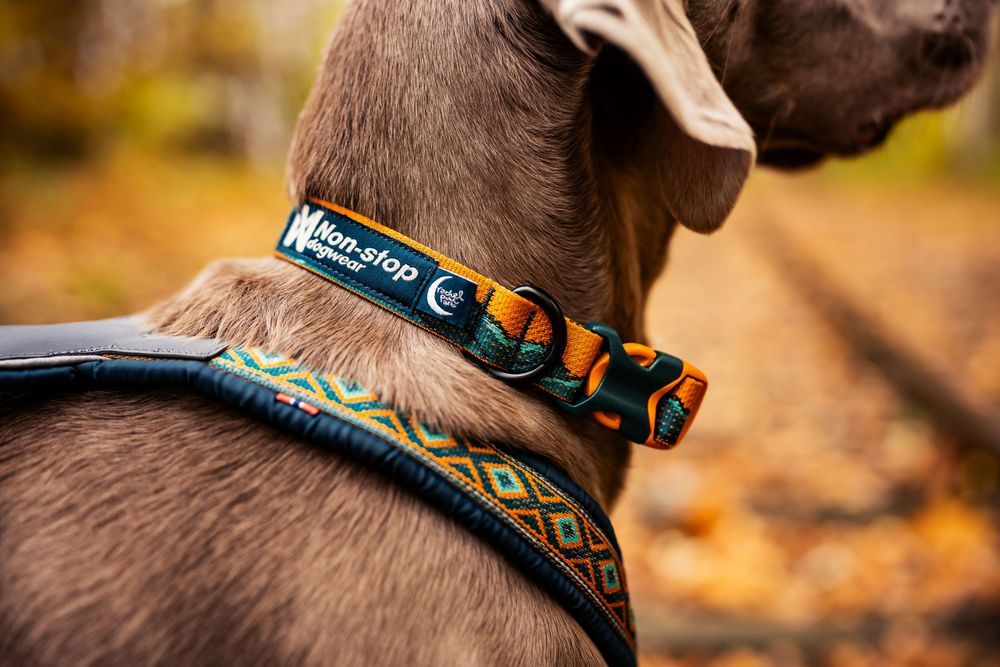 Collar Premium para Perro Edicion Limitada Rachel Pohl Collar Non-stop Dogwear