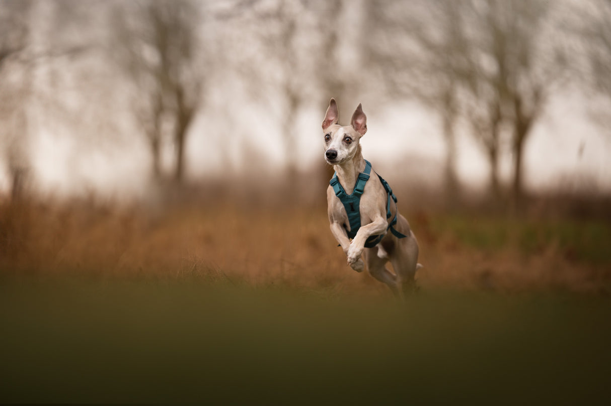 Arnés Ajustable Anti escape para Perro Ramble Harness Long Non-stop Dogwear