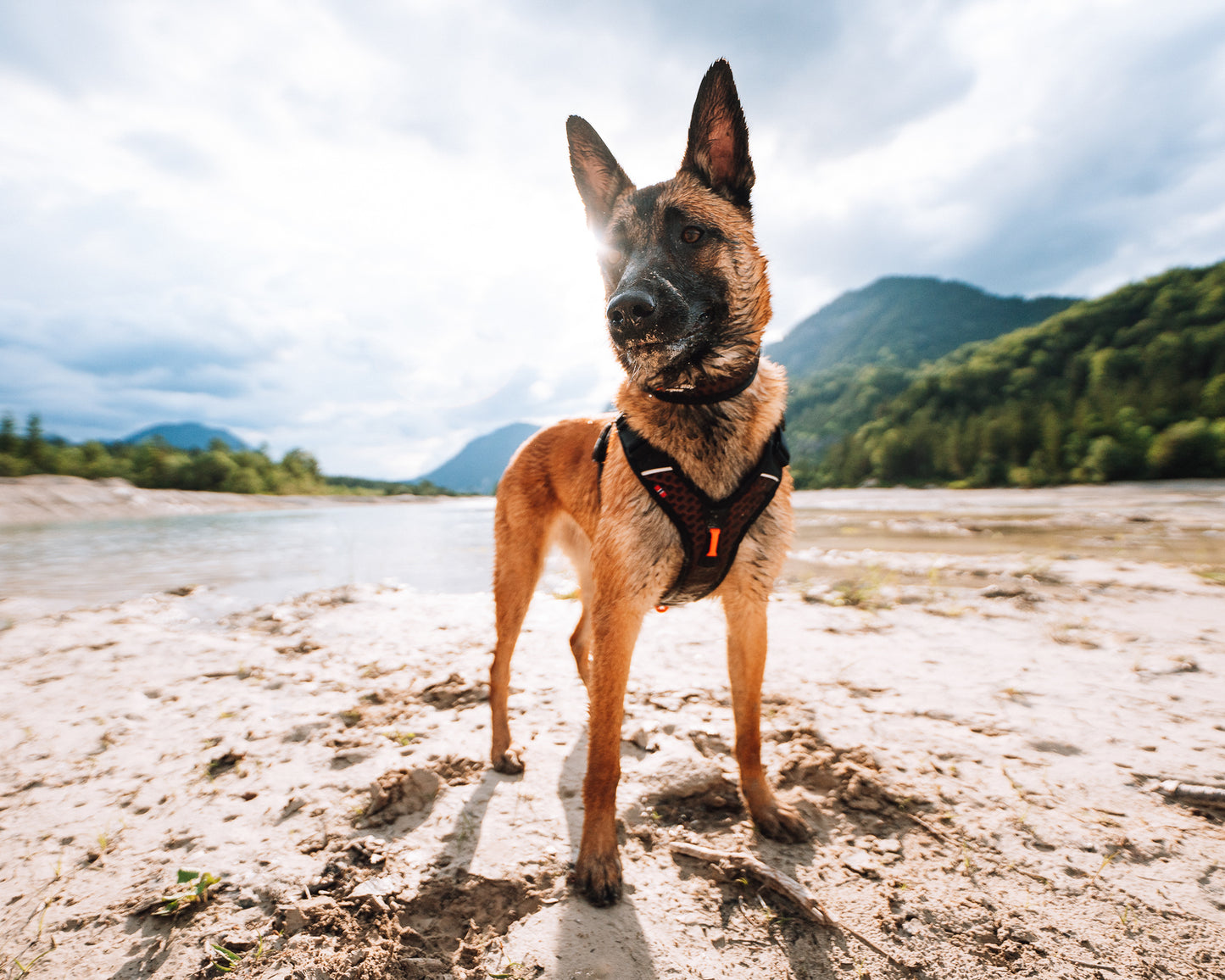 NON-STOP DOGWEAR ROCK HARNESS