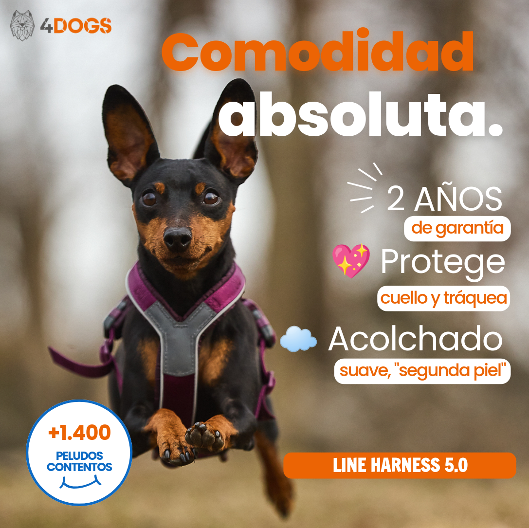 Arnés uso diario Premium para Perro Line 5.0 Harness Non-Stop Dogwear