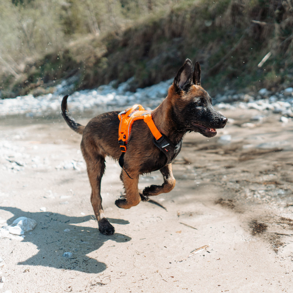 Arnés Ajustable para Perro Ramble Harness Non-stop Dogwear