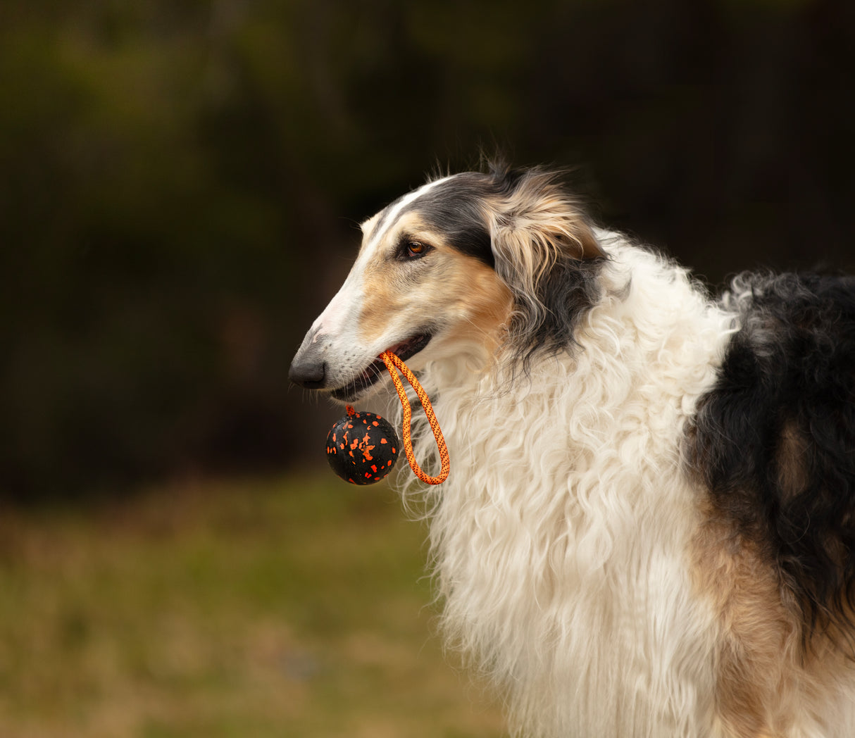 Juguete Pelota y Cuerda Dog Ball on Rope Non-stop Dogwear