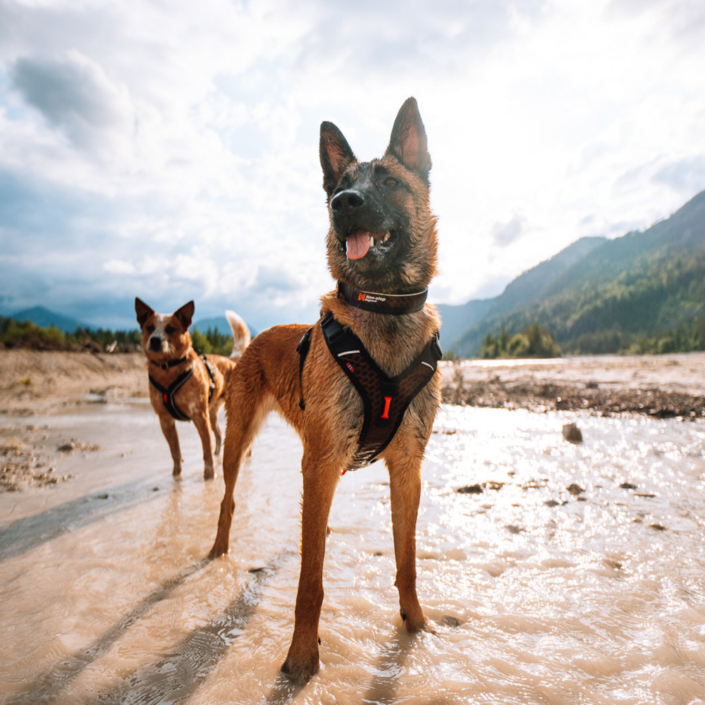 Collar Ajustable Resistente para Perro Rock Collar Non-stop Dogwear