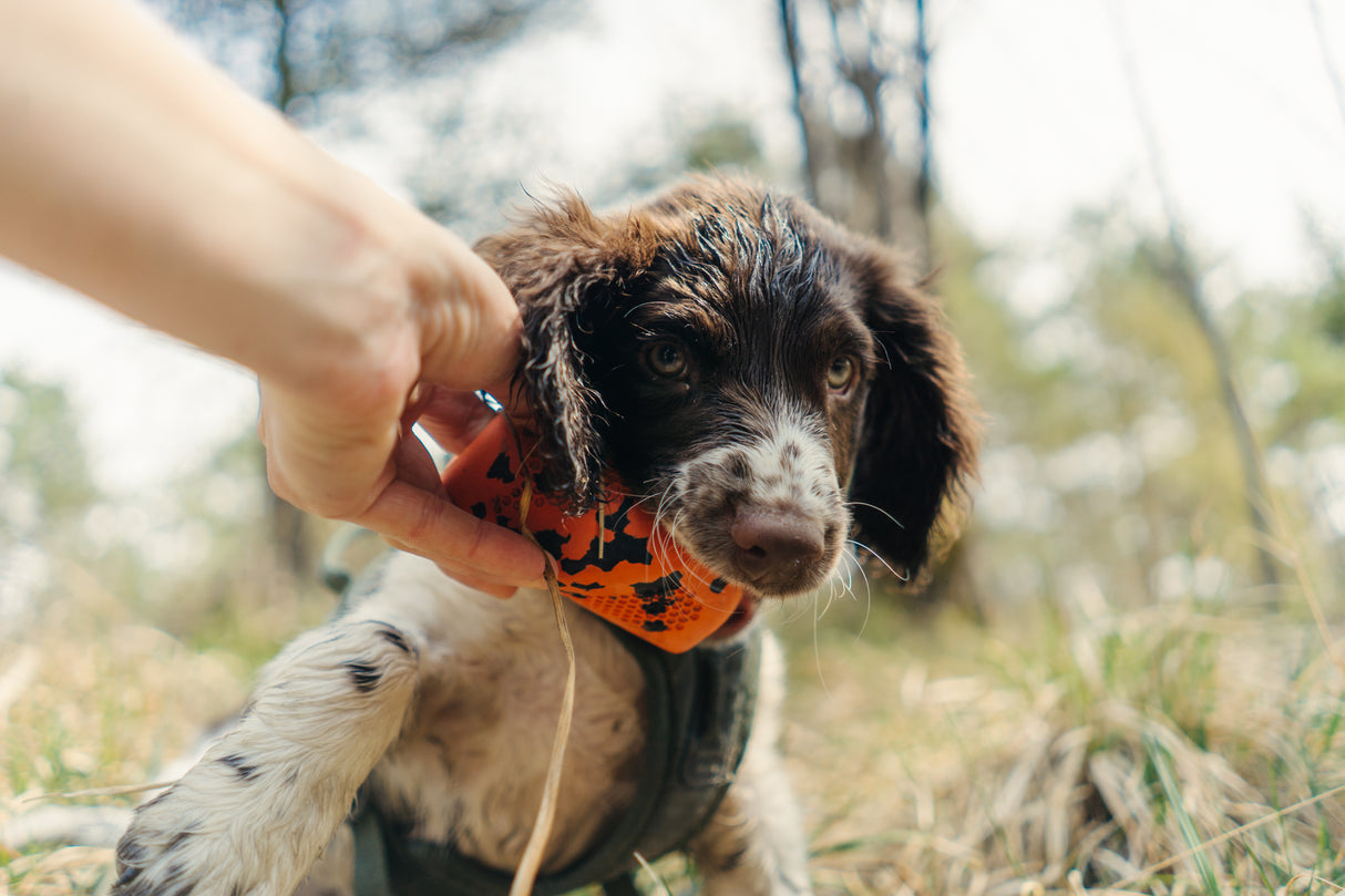 Juguete Lanzamiento Dog Throw Toy Non-stop Dogwear