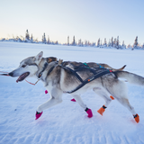Arnés de Tiro para Perro Nansen Nome Harness Non-stop Dogwear