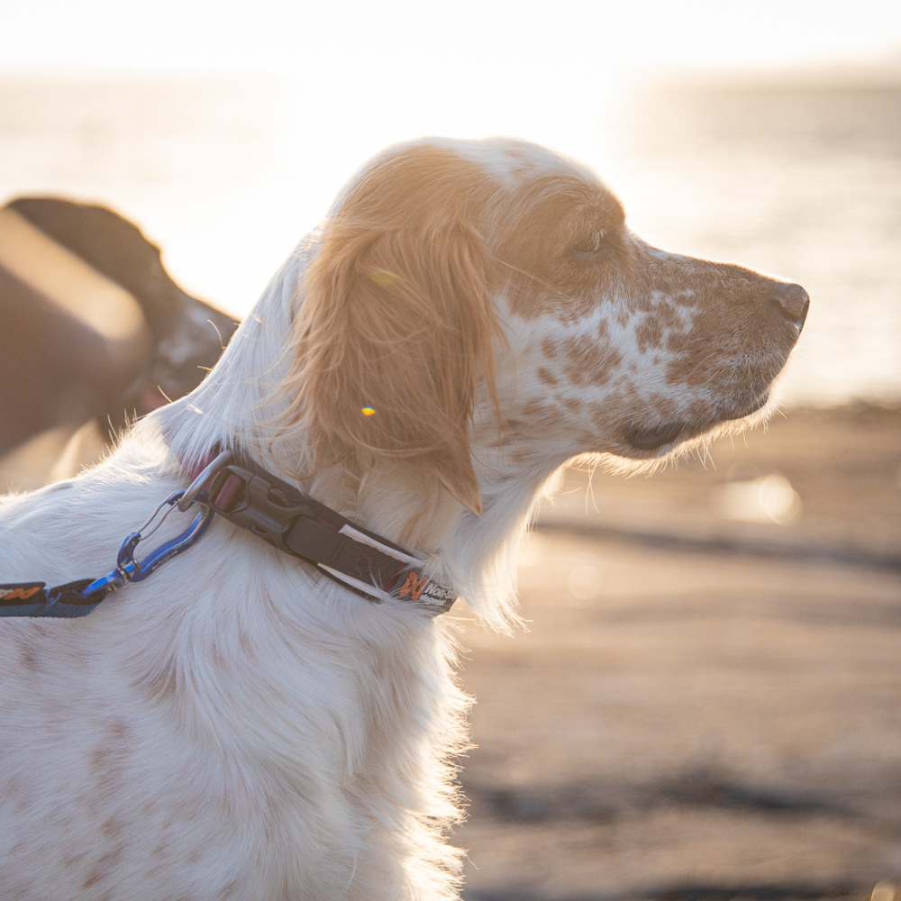 Collar Ajustable para Perro Roam Collar Non-stop Dogwear