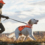 Correa Elástica Ajustable para Perro Touring Bungee Adjustable  Non-stop Dogwear