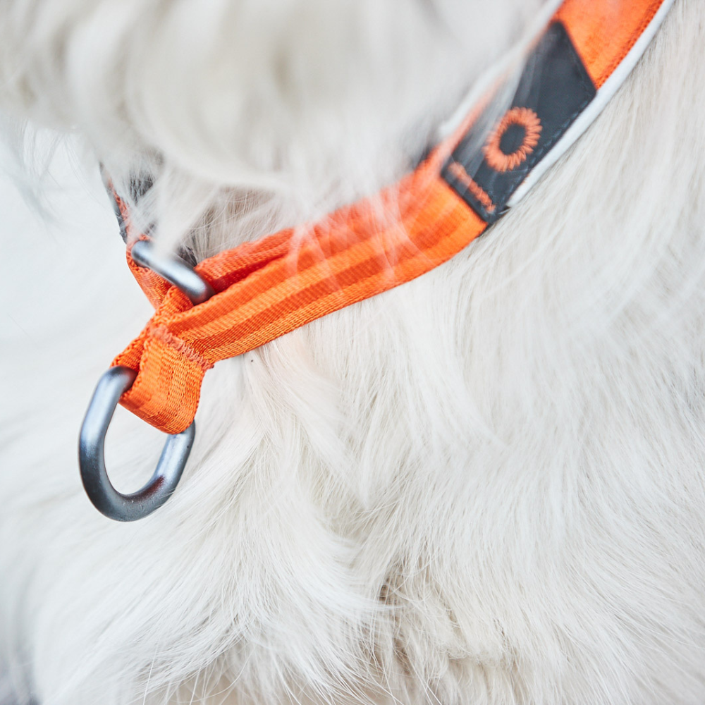 Collar Acolchado para Perro Cruise Collar Non-stop Dogwear