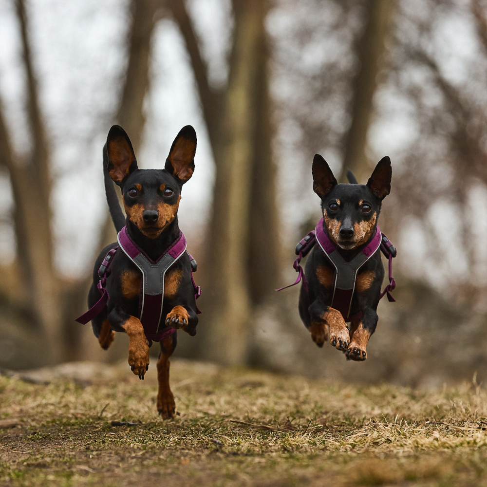 Arnés uso diario Premium para Perro Line 5.0 Harness Non-Stop Dogwear