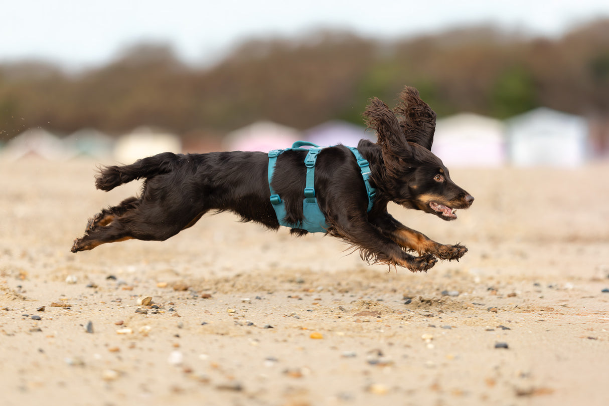 Arnés Ajustable Anti escape para Perro Ramble Harness Long Non-stop Dogwear