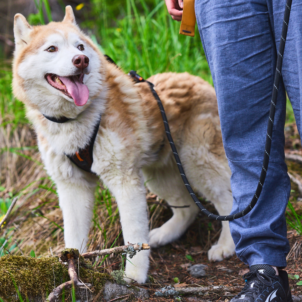 NON-STOP DOGWEAR ROCK LEASH ADJUSTABLE