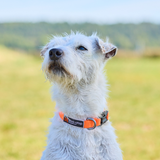 Collar Ligero para Perro Tumble Collar Non-stop Dogwear