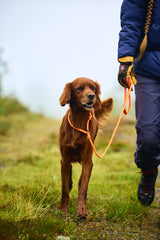 Correa - Collar todo en uno Retriever Leash Non-stop Dogwear