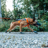 Arnés de Canicross para Perro Freemotion 5.0 – Non-stop Dogwear