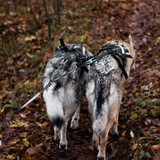 Correa Doble para Pasear Dos Perros Double Touring Leash Non-stop Dogwear