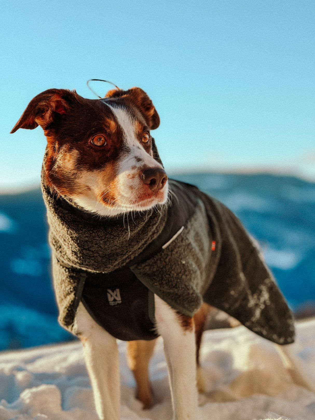 Chaqueta de Lana para Perro Wool Dog Jacket Non-stop Dogwear