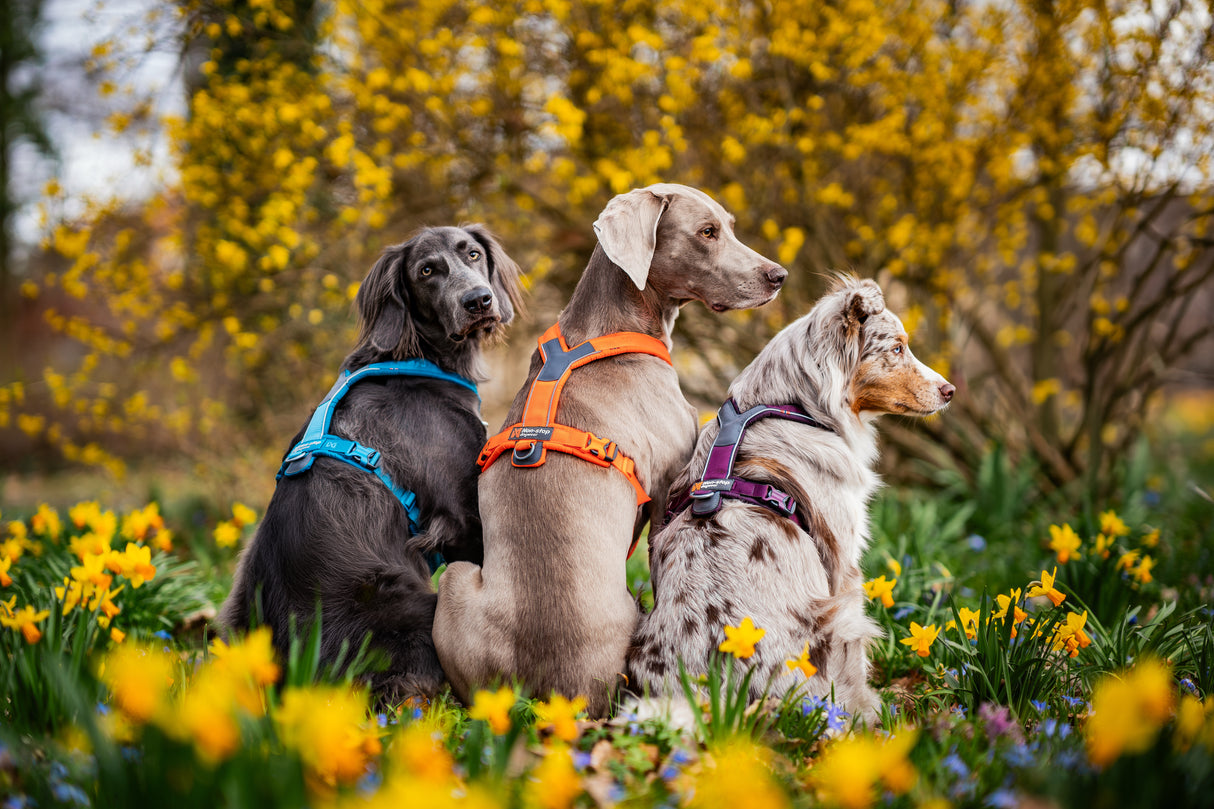 Arnés uso diario Premium para Perro Line 5.0 Harness Non-Stop Dogwear