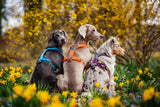 Arnés uso diario Premium para Perro Line 5.0 Harness Non-Stop Dogwear