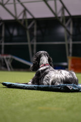 Collar Outdoor resistente para Perro Trail Quest – Non-stop Dogwear