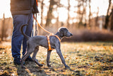 Arnés uso diario Premium para Perro Line 5.0 Harness Non-Stop Dogwear