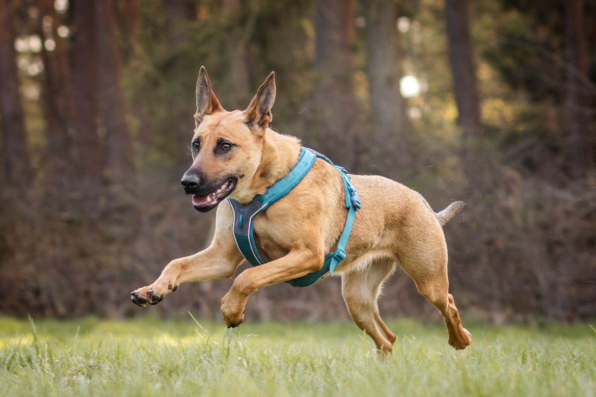Arnés uso diario Premium para Perro Line 5.0 Harness Non-Stop Dogwear