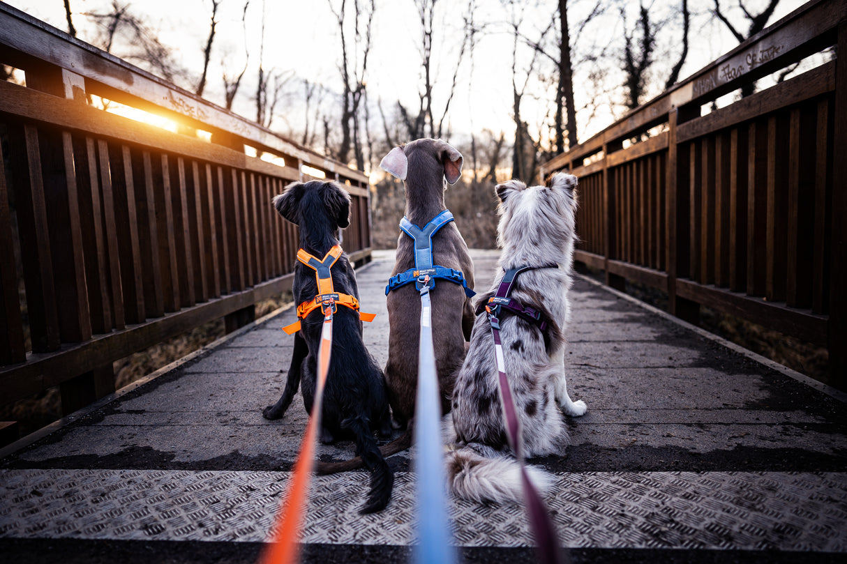 Arnés uso diario Premium para Perro Line 5.0 Harness Non-Stop Dogwear