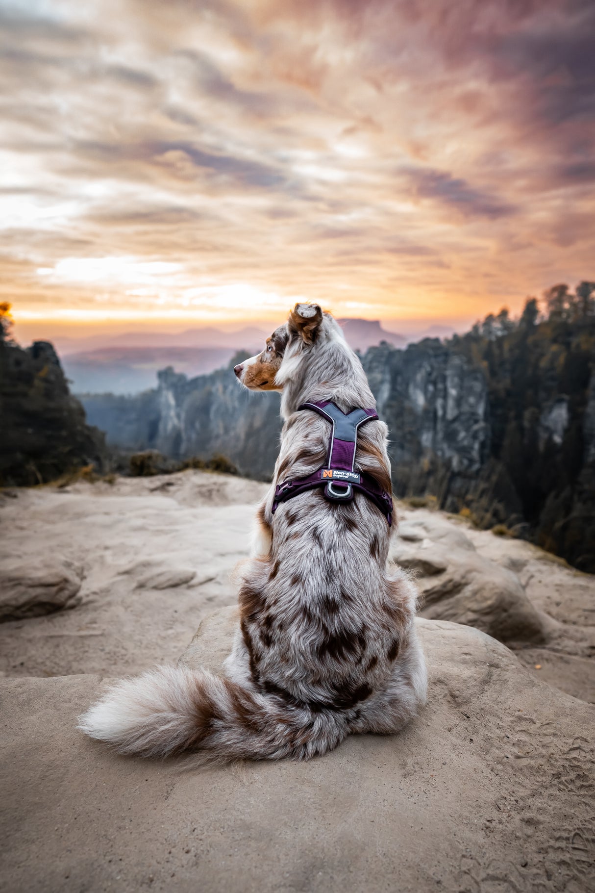 Arnés uso diario Premium para Perro Line 5.0 Harness Non-Stop Dogwear