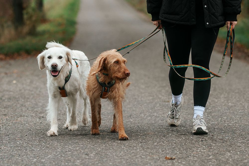 NON-STOP DOGWEAR CORREA 5.0 RACHEL POHL