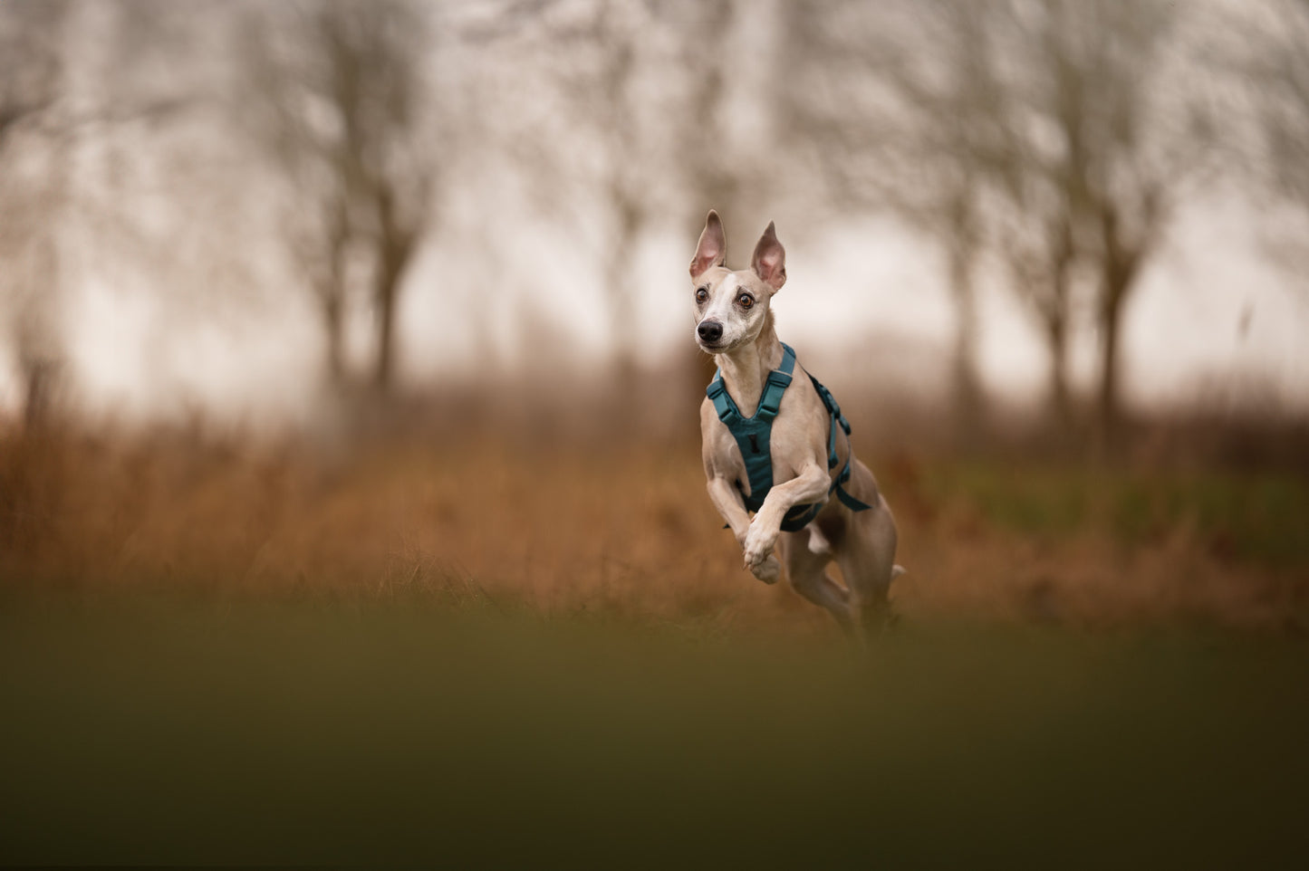 NON-STOP DOGWEAR RAMBLE HARNESS LONG