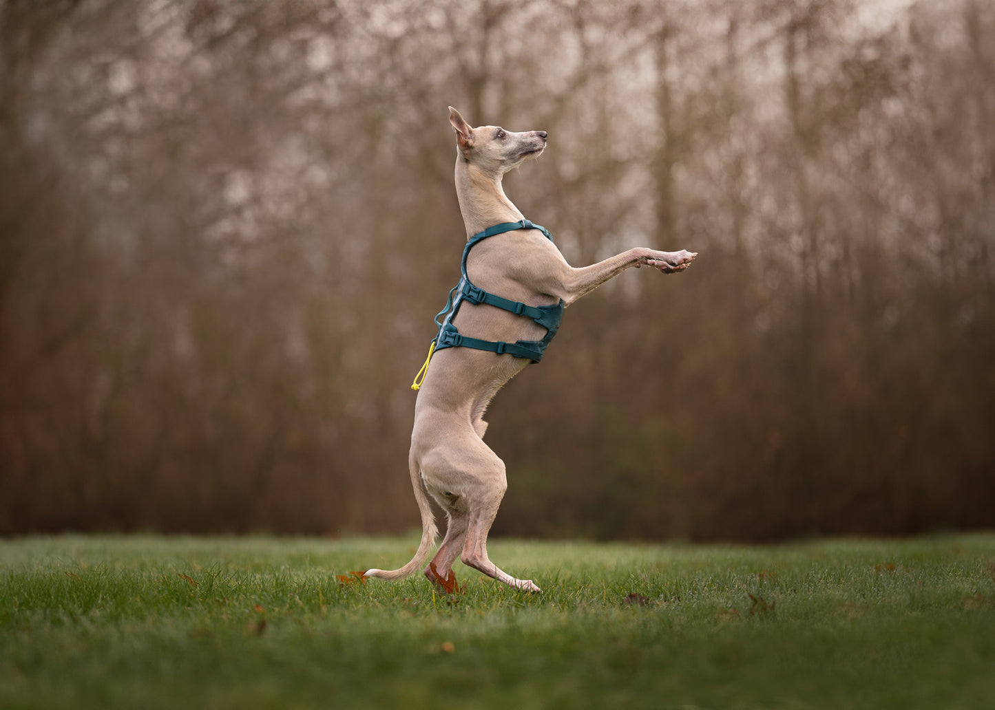 NON-STOP DOGWEAR RAMBLE HARNESS LONG